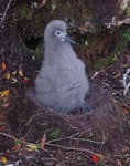 Light-mantled sooty albatross | Toroa pango. Downy chick on nest. Deas Head, Auckland Island, January 2018. Image © Colin Miskelly by Colin Miskelly.