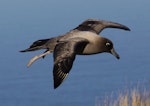 Light-mantled sooty albatross | Toroa pango. Adult in flight. Antipodes Island, March 2010. Image © Mark Fraser by Mark Fraser.