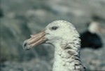 Southern giant petrel | Pāngurunguru. Adult dark morph. Hop Island, Prydz Bay, Antarctica, February 1990. Image © Colin Miskelly by Colin Miskelly.