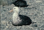 Southern giant petrel | Pāngurunguru. Adult dark morph. Hop Island, Prydz Bay, Antarctica, February 1990. Image © Colin Miskelly by Colin Miskelly.