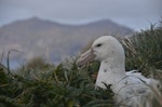 Southern giant petrel | Pāngurunguru. Adult white morph resting on land. Campbell Island, October 2012. Image © Kyle Morrison by Kyle Morrison.