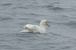 Southern giant petrel | Pāngurunguru. Adult white morph. At sea off Auckland Islands, January 2018. Image © Alan Tennyson by Alan Tennyson.