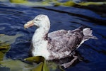 Southern giant petrel | Pāngurunguru. Adult dark morph. Boat Harbour, Snares Islands, November 1987. Image © Colin Miskelly by Colin Miskelly.