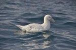 Southern giant petrel | Pāngurunguru. Adult white morph on water. South Georgia Island, March 2016. Image © Gordon Petersen by Gordon Petersen.