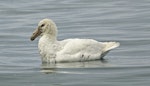 Southern giant petrel | Pāngurunguru. Adult white morph sitting on the sea. St Andrew Bay, South Georgia, January 2016. Image © Rebecca Bowater by Rebecca Bowater FPSNZ AFIAP.