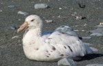 Southern giant petrel | Pāngurunguru. White morph adult. Macquarie Island, February 2015. Image © Richard Smithers by Richard Smithers.