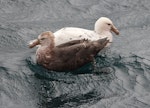 Southern giant petrel | Pāngurunguru. Adult dark morph and white morph. Commonwealth Sea, Southern Indian Ocean, January 2016. Image © Sergey Golubev by Sergey Golubev.