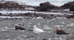 Southern giant petrel | Pāngurunguru. Light and dark morph birds on beach with skua. Macquarie Island, November 2011. Image © Sonja Ross by Sonja Ross.