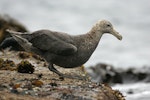 Southern giant petrel | Pāngurunguru. Immature. Antipodes Island, March 2009. Image © David Boyle by David Boyle.