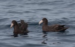 Southern giant petrel | Pāngurunguru. Juvenile on right, with juvenile northern giant petrel on left. At sea off Wollongong, New South Wales, Australia, September 2010. Image © Brook Whylie by Brook Whylie.