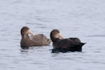 Southern giant petrel | Pāngurunguru. Sub-adult southern (left) and northern giant petrels at sea. Dunedin, July 2016. Image © Leon Berard by Leon Berard.