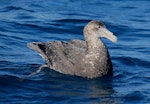 Southern giant petrel | Pāngurunguru. Immature bird resting at sea. Cook Strait, Wellington, New Zealand, July 2012. Image © Michael Szabo by Michael Szabo.