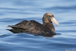 Southern giant petrel | Pāngurunguru. Juvenile (dark morph) with sun bleaching. Kaikoura pelagic, April 2016. Image © Mike Ashbee by Mike Ashbee.