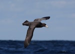 Southern giant petrel | Pāngurunguru. Juvenile. At sea off Wollongong, New South Wales, Australia, August 2010. Image © Brook Whylie by Brook Whylie.