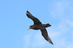 Southern giant petrel | Pāngurunguru. Immature in flight. Drake Passage, December 2015. Image © Cyril Vathelet by Cyril Vathelet.