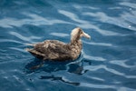 Southern giant petrel | Pāngurunguru. Immature bird resting at sea. At sea off the Auckland Islands, January 2013. Image © Leon Berard by Leon Berard.