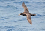 Southern giant petrel | Pāngurunguru. Juvenile in flight. West of the Falkland Islands, December 2015. Image © Cyril Vathelet by Cyril Vathelet.