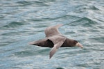 Southern giant petrel | Pāngurunguru. Side view of an immature bird in flight. At sea, Near South Georgia, December 2015. Image © Cyril Vathelet by Cyril Vathelet.