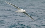 Southern giant petrel | Pāngurunguru. Adult (white morph) in flight. Prion Island, South Georgia, February 2019. Image © Glenn Pure 2019 birdlifephotography.org.au by Glenn Pure.