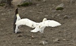 Southern giant petrel | Pāngurunguru. Adult white morph taking off. St Andrew Bay, South Georgia, January 2016. Image © Rebecca Bowater by Rebecca Bowater FPSNZ AFIAP.