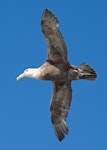 Southern giant petrel | Pāngurunguru. Dark morph adult in flight. Macquarie Island, February 2015. Image © Richard Smithers by Richard Smithers.