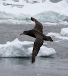 Southern giant petrel | Pāngurunguru. Dark morph juvenile in flight. Commonwealth Sea, Southern Indian Ocean, January 2015. Image © Sergey Golubev by Sergey Golubev.