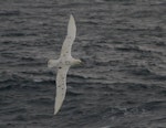 Southern giant petrel | Pāngurunguru. Adult white morph in flight. Drake Passage, January 2009. Image © Colin Miskelly by Colin Miskelly.