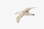 Southern giant petrel | Pāngurunguru. Adult, white morph in flight. Booth Island, Penola Strait, Antarctic Peninsula, February 2015. Image © Edin Whitehead by Edin Whitehead.