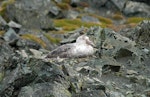 Southern giant petrel | Pāngurunguru. Dark morph adult on nest. Antarctic Peninsula, December 2006. Image © Nigel Voaden by Nigel Voaden.