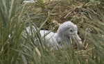 Southern giant petrel | Pāngurunguru. Chick on nest. Prion Island, South Georgia, January 2016. Image © Rebecca Bowater by Rebecca Bowater FPSNZ AFIAP.