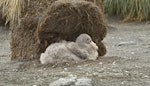 Southern giant petrel | Pāngurunguru. Chick on nest. St Andrew Bay, South Georgia, January 2016. Image © Rebecca Bowater by Rebecca Bowater FPSNZ AFIAP.