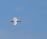 Southern giant petrel | Pāngurunguru. Adult white morph in flight. Macquarie Island, November 2011. Image © Sonja Ross by Sonja Ross.