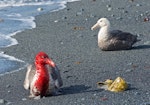 Southern giant petrel | Pāngurunguru. Two dark morph adults on beach - one blood stained from feeding on dead elephant seal. Macquarie Island, February 2015. Image © Richard Smithers by Richard Smithers.