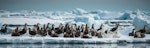 Southern giant petrel | Pāngurunguru. Adults, white and dark morphs, on ice floe. Cape Adare, Antarctica, January 2018. Image © Mark Lethlean by Mark Lethlean.