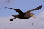 Northern giant petrel | Pāngurunguru. Adult in flight. Forty Fours, Chatham Islands, December 2009. Image © Mark Fraser by Mark Fraser.