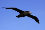 Northern giant petrel | Pāngurunguru. Adult in flight. Antipodes Island, March 2010. Image © Mark Fraser by Mark Fraser.