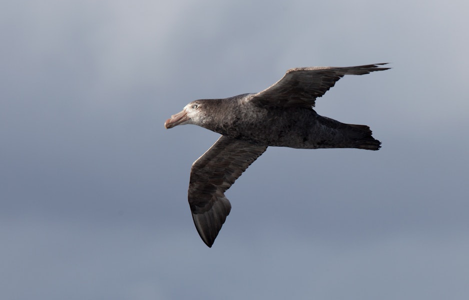 Northern giant petrel | Pāngurunguru. Adult in flight. At sea off Campbell Island, November 2011. Image © Sonja Ross by Sonja Ross.