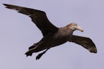 Northern giant petrel | Pāngurunguru. Adult in flight. Forty Fours, Chatham Islands, December 2009. Image © Mark Fraser by Mark Fraser.