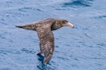 Northern giant petrel | Pāngurunguru. Adult in flight. Near Macquarie Island, January 2018. Image © Mark Lethlean by Mark Lethlean.