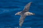 Northern giant petrel | Pāngurunguru. Adult, in flight. At sea off Campbell Island, January 2006. Image © Brook Whylie by Brook Whylie.