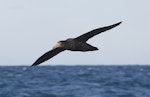 Northern giant petrel | Pāngurunguru. Immature in flight. Cook Strait, Wellington, New Zealand, July 2012. Image © Michael Szabo by Michael Szabo.