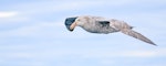 Northern giant petrel | Pāngurunguru. Pale adult. Drake Passage, November 2019. Image © Mark Lethlean by Mark Lethlean.