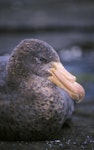 Northern giant petrel | Pāngurunguru. Close view of adult head. Rangatira Island, Chatham Islands. Image © Helen Gummer by Helen Gummer.