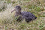 Northern giant petrel | Pāngurunguru. Roosting adult. Antipodes Island, April 2010. Image © Mark Fraser by Mark Fraser.