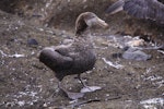 Northern giant petrel | Pāngurunguru. Adult standing. Antipodes Island, March 2009. Image © Mark Fraser by Mark Fraser.