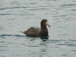 Northern giant petrel | Pāngurunguru. Immature on water. Kaikoura coast, June 2008. Image © Alan Tennyson by Alan Tennyson.