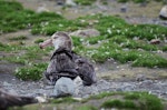 Northern giant petrel | Pāngurunguru. Adult resting on the beach. Saint Andrew's beach, South Georgia, December 2015. Image © Cyril Vathelet by Cyril Vathelet.