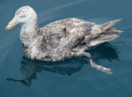 Northern giant petrel | Pāngurunguru. Adult. Port Hardy, D'Urville Island, February 2016. Image © Tim & Suzy Wanklyn by Tim & Suzy Wanklyn.