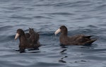 Northern giant petrel | Pāngurunguru. Juvenile on left, with juvenile southern giant petrel on right. At sea off Wollongong, New South Wales, Australia, September 2010. Image © Brook Whylie by Brook Whylie.