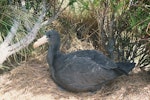 Northern giant petrel | Pāngurunguru. Large chick ready to fledge. Complex Point, Campbell Island, January 1993. Image © Alan Tennyson by Alan Tennyson.